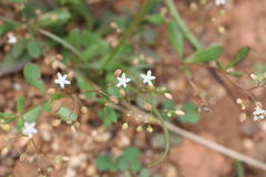 Mollugo pentaphylla